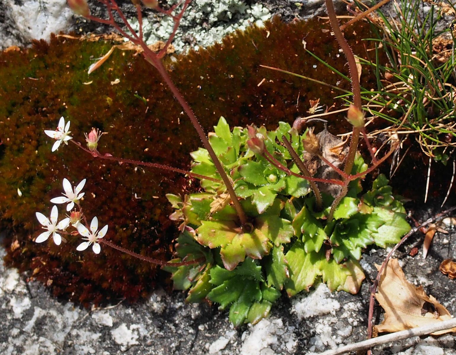 Saxifrage, Starry